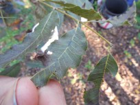 wavy leaf margin indicating zinc deficiency